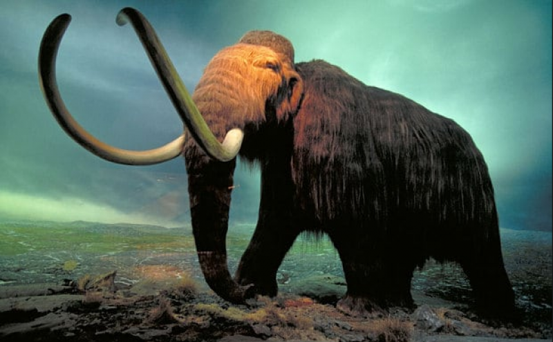 Mammoth task: billionaire Peter Thiel funded effort to resurrect woolly beast