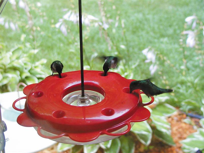 Backyard Nature Products 12 ounce Hummerfest Hummingbird Feeder 