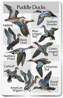 The SongBird IdentiFlyer Puddle Ducks Songcard